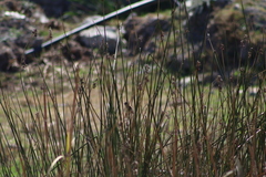 Empidonax albigularis