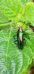 Strongylium aurichalceum