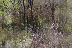 Empidonax albigularis