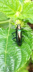 Strongylium aurichalceum