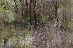 Empidonax albigularis