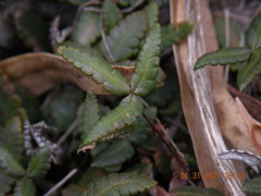 Doryopteris triphylla