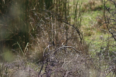 Empidonax albigularis