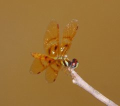 Perithemis lais