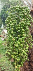 Cocoseae