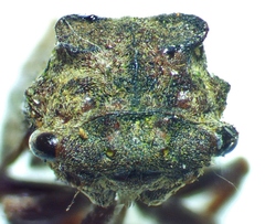 Microcentrus perditus