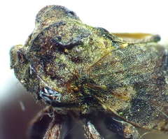 Microcentrus perditus