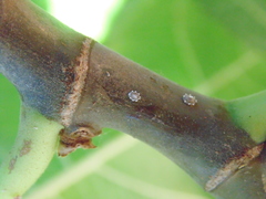 Ceroplastes sinensis