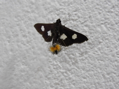 Diaphania exclusalis