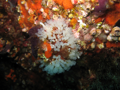 Pycnoclavella communis