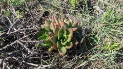 Dudleya palmeri