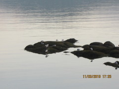 Larus brachyrhynchus