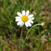 Corn Chamomile - Photo (c) Kostas Zontanos, some rights reserved (CC BY-NC), uploaded by Kostas Zontanos