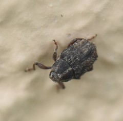 Trichosirocalus