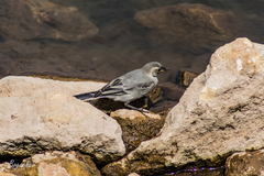 Motacilla alba