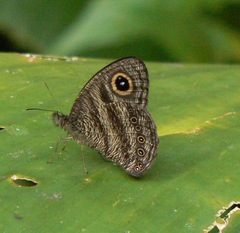Ypthima fasciata