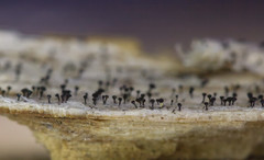 Mycocalicium subtile