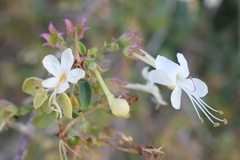 Clerodendrum phlomidis