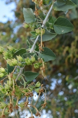 Clerodendrum phlomidis