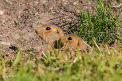 Spermophilus major
