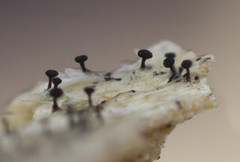 Mycocalicium subtile