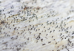 Mycocalicium subtile