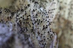 Mycocalicium subtile
