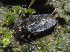 Saldula saltatoria