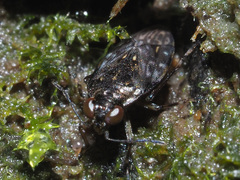 Saldula saltatoria