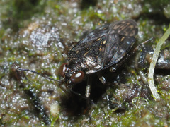 Saldula saltatoria