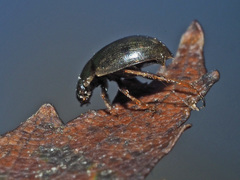 Laccobius