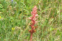 Orobanche kochii