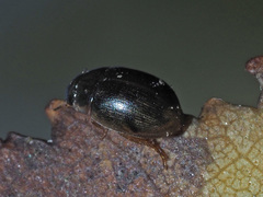 Laccobius