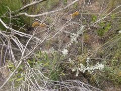 Helichrysum rutilans
