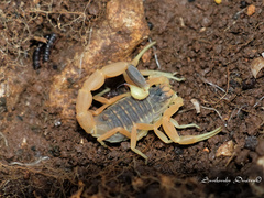 Leiurus hebraeus
