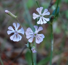 Silene graeca