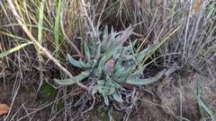 Dudleya caespitosa