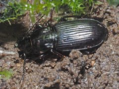 Pterostichus oblongopunctatus