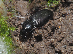 Pterostichus oblongopunctatus