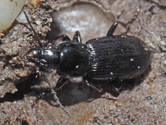 Pterostichus oblongopunctatus