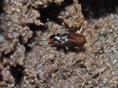 Paratachys bistriatus