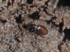 Paratachys bistriatus