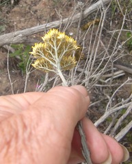 Helichrysum rutilans