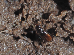 Paratachys bistriatus