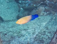 Feminine Wrasse photo 4