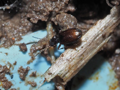 Paratachys bistriatus