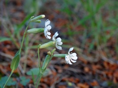 Silene graeca