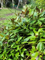Gynura