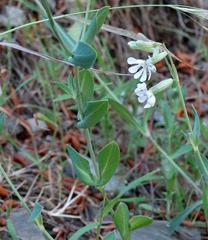 Silene graeca