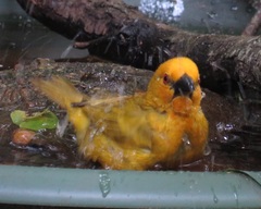 Ploceus subaureus subaureus